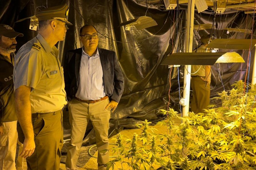 Delegado Fabio López: “Estamos desbaratando un crimen organizado dedicado al cultivo millonario de marihuana”